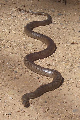 Photo by Peter Woodard. Eastern Brown Snake in Tamban F